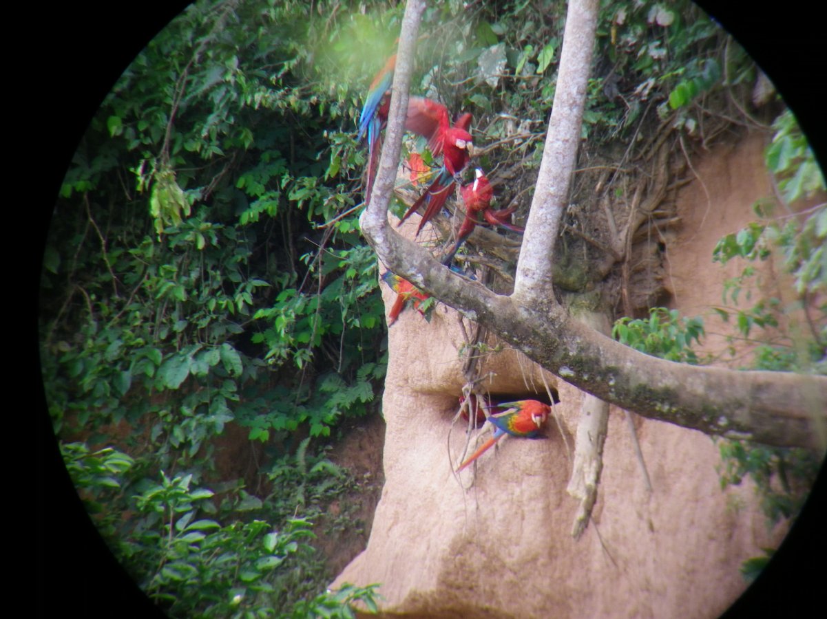 Macaw watching25